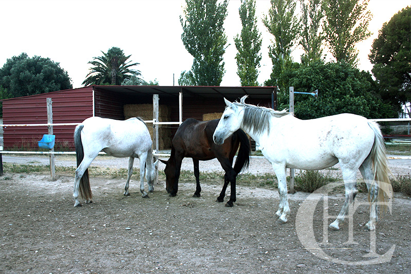 Pupilaje de caballos en Box, Paddock y en libertad en Zaragoza / El Burgo de Ebro
